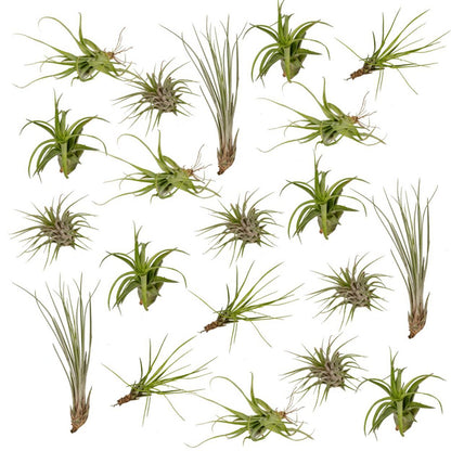 Tillandsia Air Plant Mix 20 Pieces 6 cm Diameter