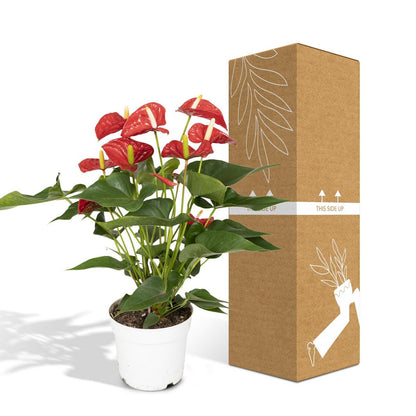 Anthurium Red kamerplant Ø17cm ↕55cm