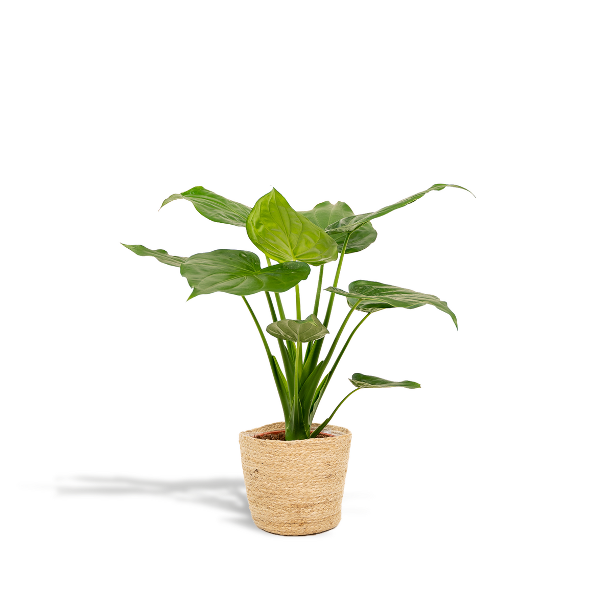 Kamerplant Alocasia Cucullata Ø19cm ↕65cm met mandeline