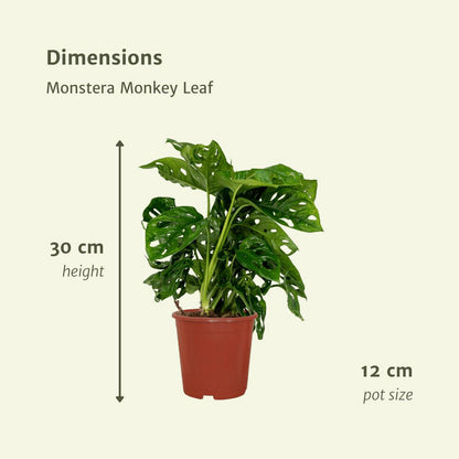 2x Monstera Monkey Leaf - Swiss Cheese Plant - 30cm - ø12