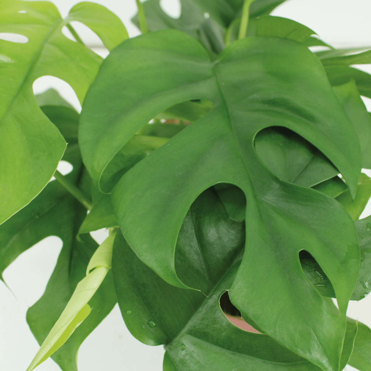 Kokodama Monstera Minima Hang Twee Stuks Gatenplant 15 Cm