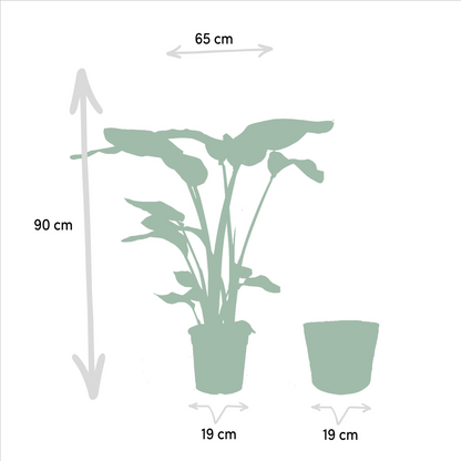 Kamerplantenmix Met Monstera Deliciosa En Alocasia Zebrina