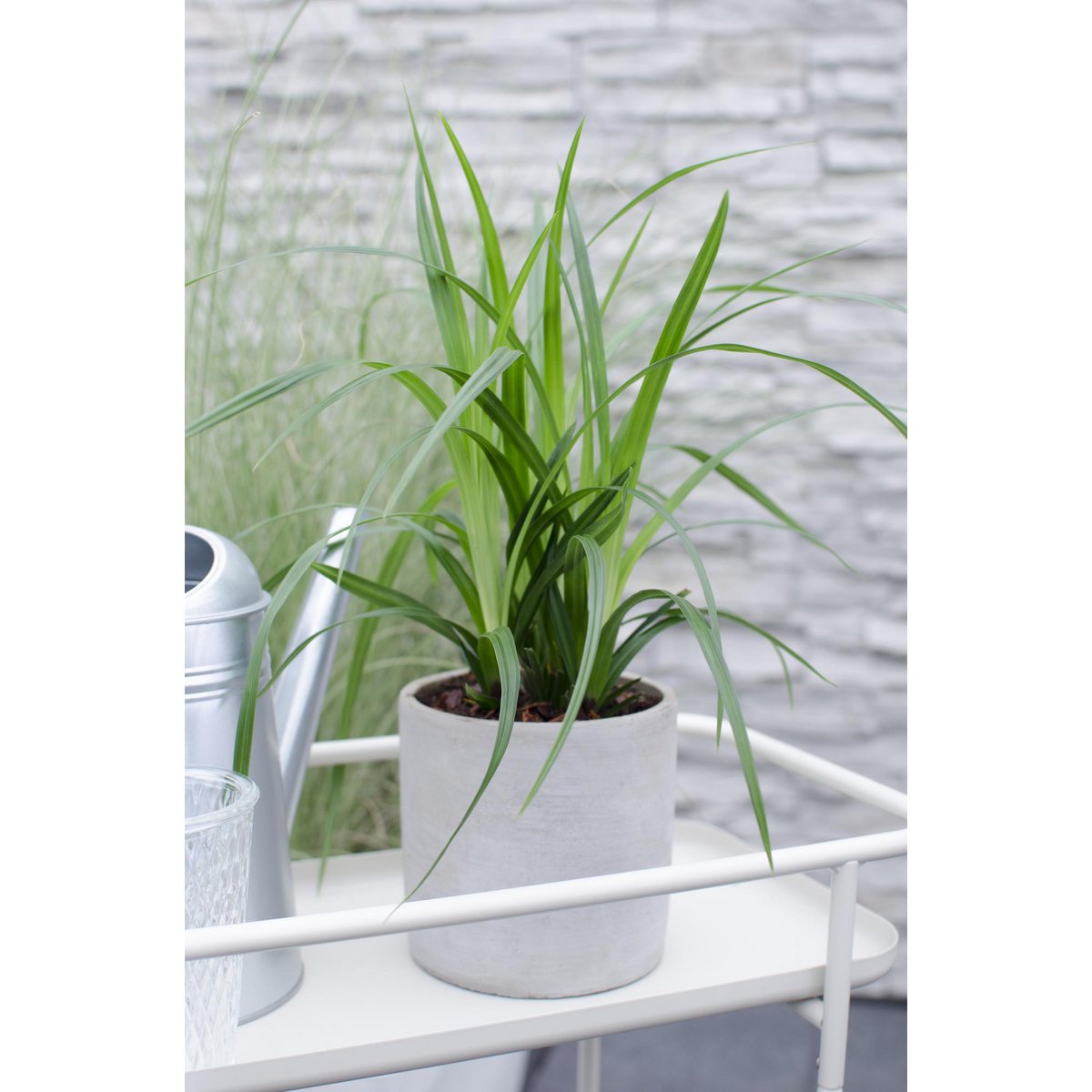 Siergras Carex Irish Green 3x Ø14 cm