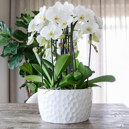 Keramieken Plantenschaal Wit met Honingpatroon Ø30cm