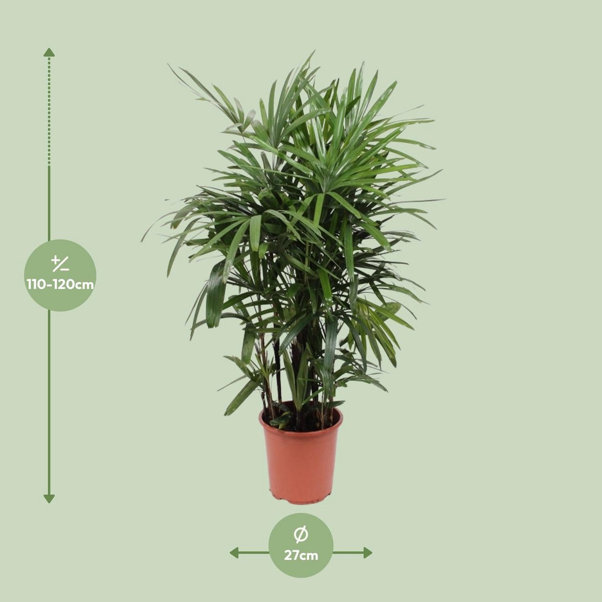 Kamerplant Rhapis excelsa vrouwenpalm P27H120
