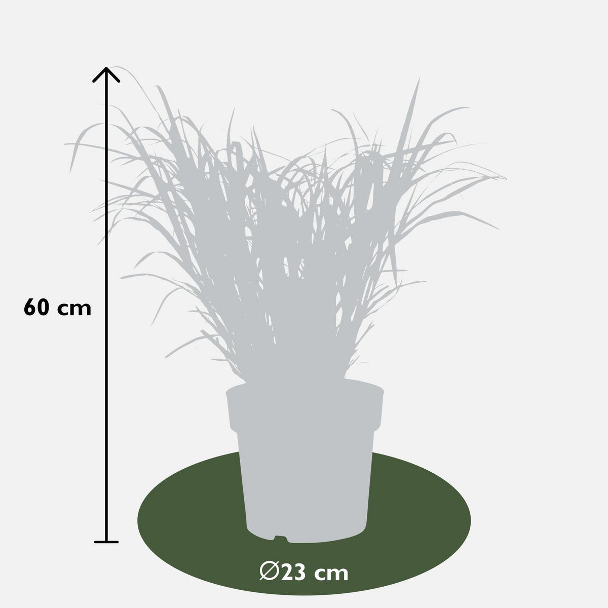 Siergras Miscanthus sinensis 'Strictus' Ø23x60cm