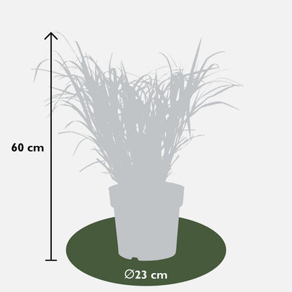 Siergras Miscanthus sinensis 'Strictus' Ø23x60cm