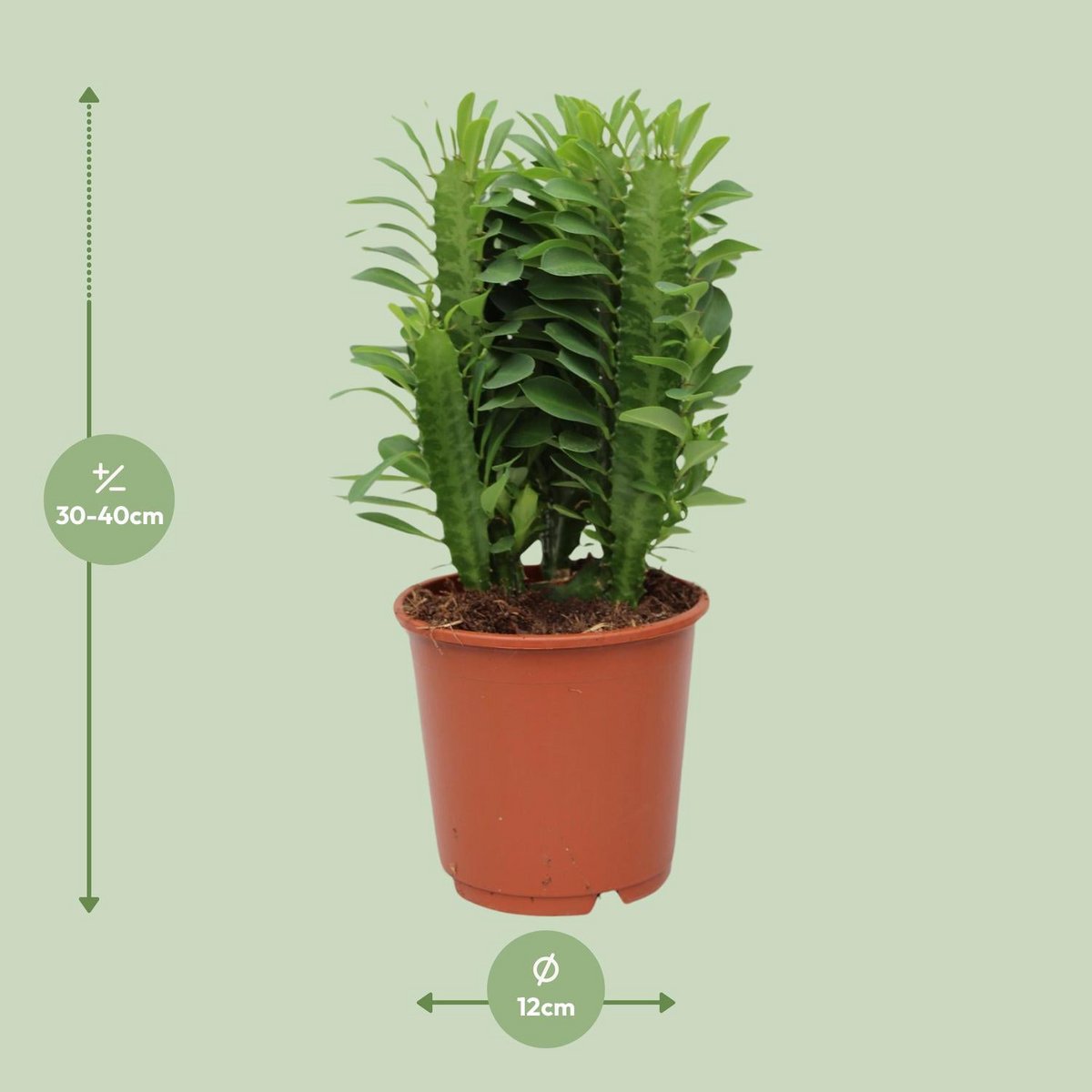 Euphorbia Trigona Ø12 cm 40 cm