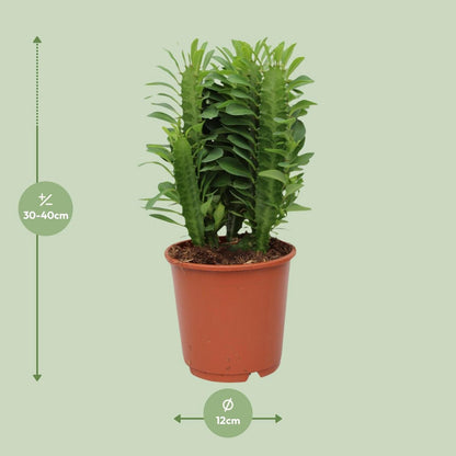 Euphorbia Trigona Ø12 cm 40 cm