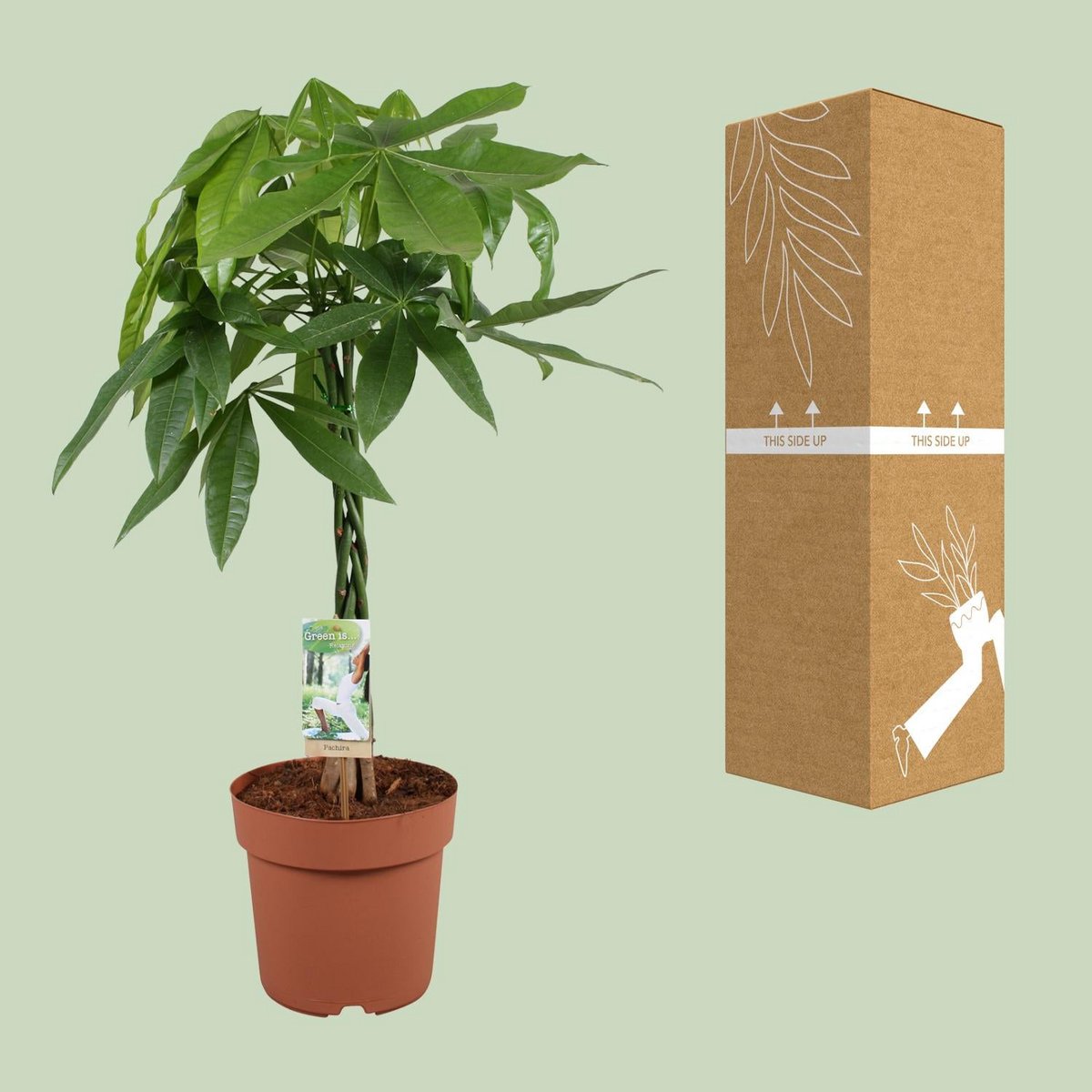 Kamerplant Pachira Aquatica Ø21x90 cm