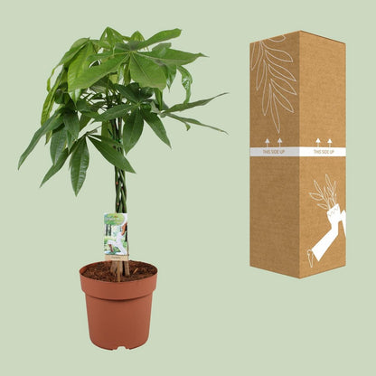 Kamerplant Pachira Aquatica Ø21x90 cm