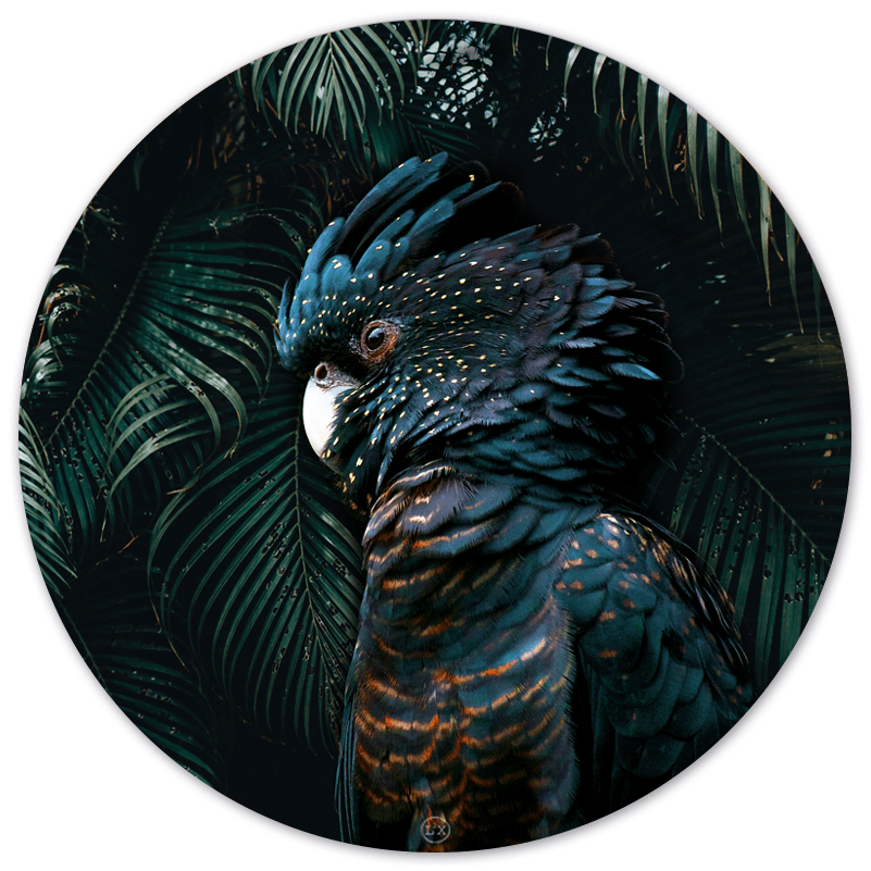 Wall Circle L2X Cockatoo