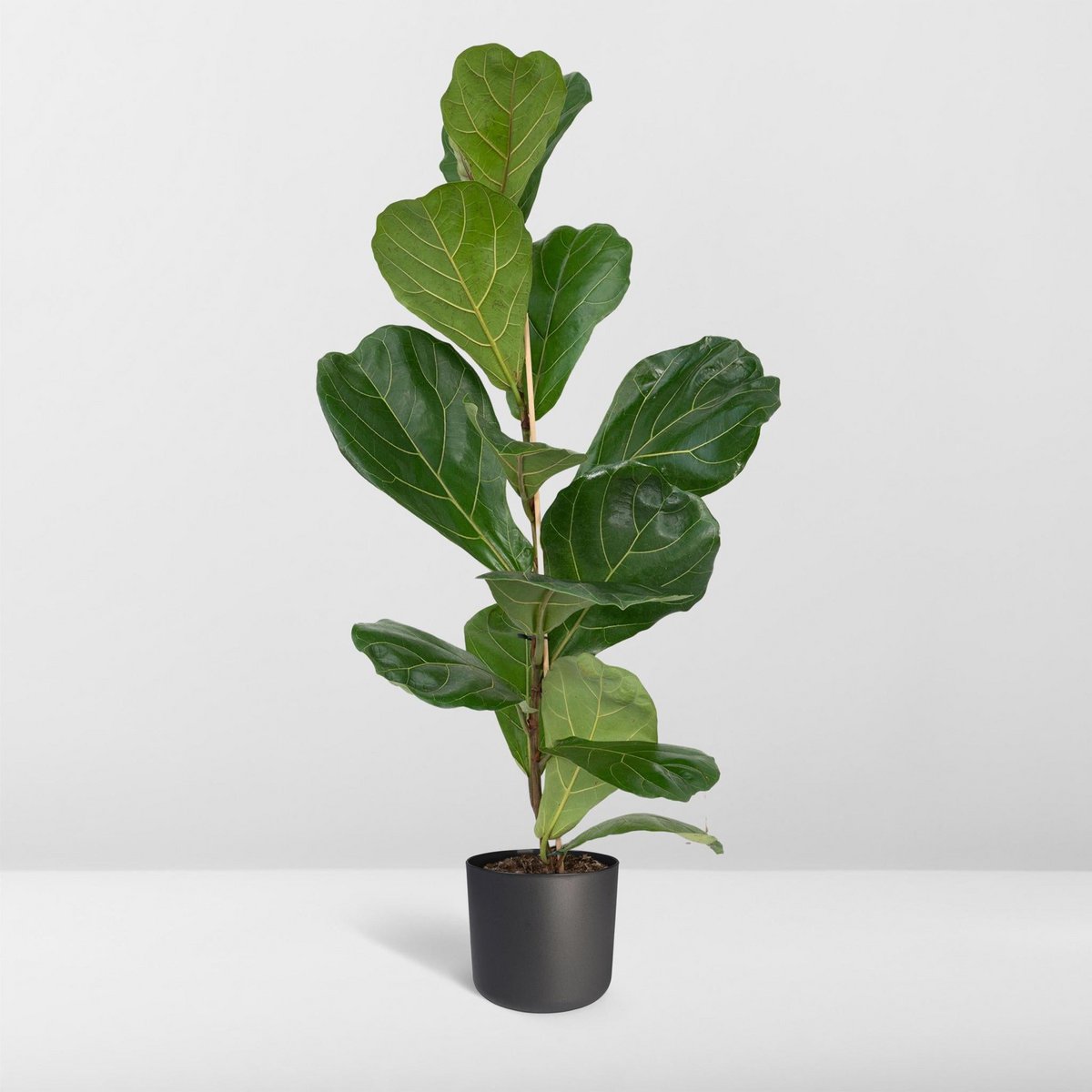 Fiddle-leaf Fig - Rubber Plant - Ø17cm - ↕75cm