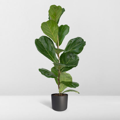 Fiddle-leaf Fig - Rubber Plant - Ø17cm - ↕75cm
