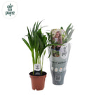 Kamerplant Dypsis lutescens Ø12cm 40cm