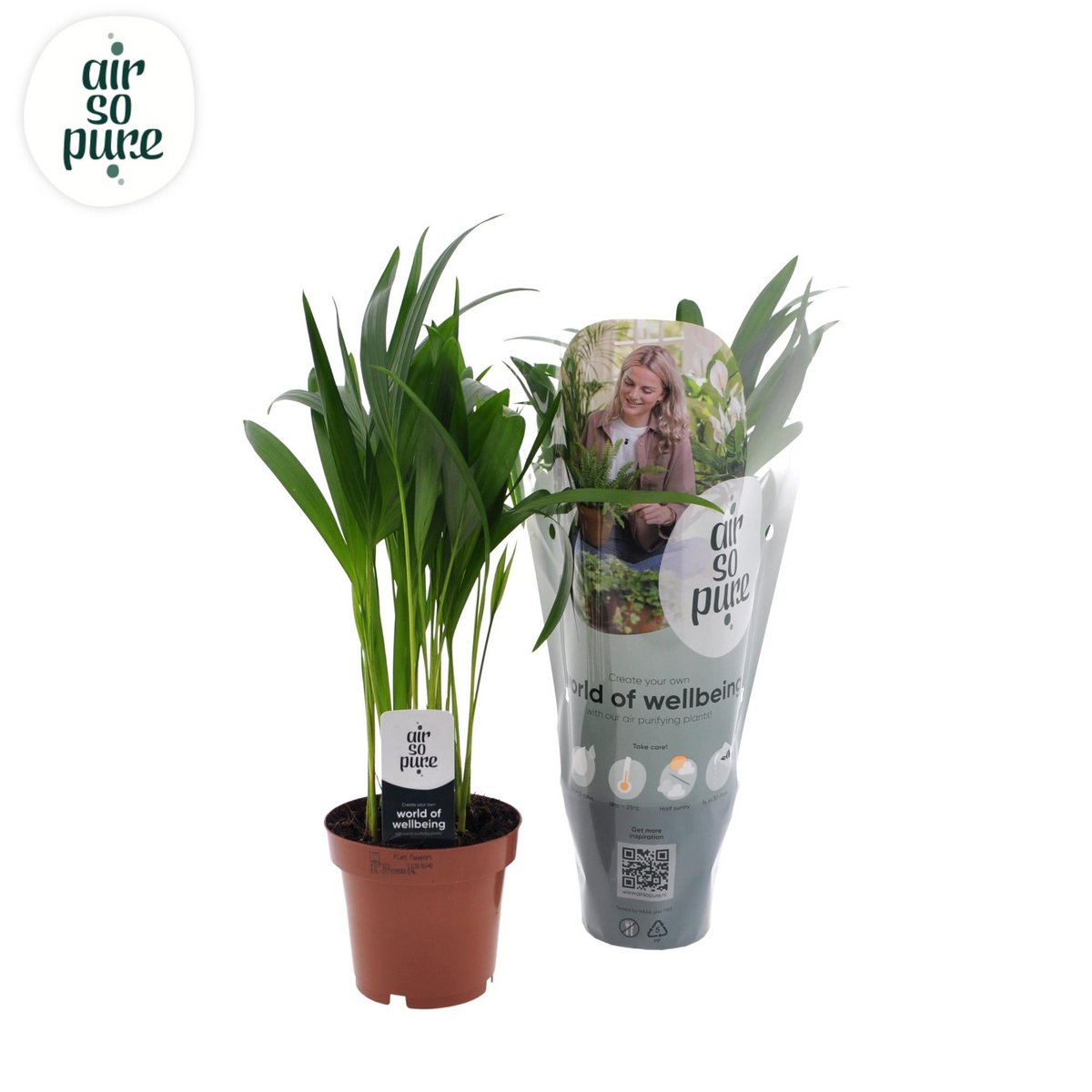Kamerplant Dypsis lutescens Ø12cm 40cm