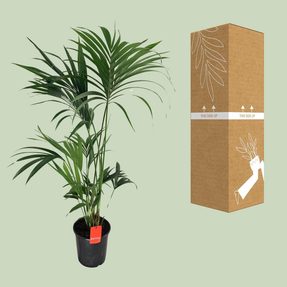 Kentia palm H130 cm