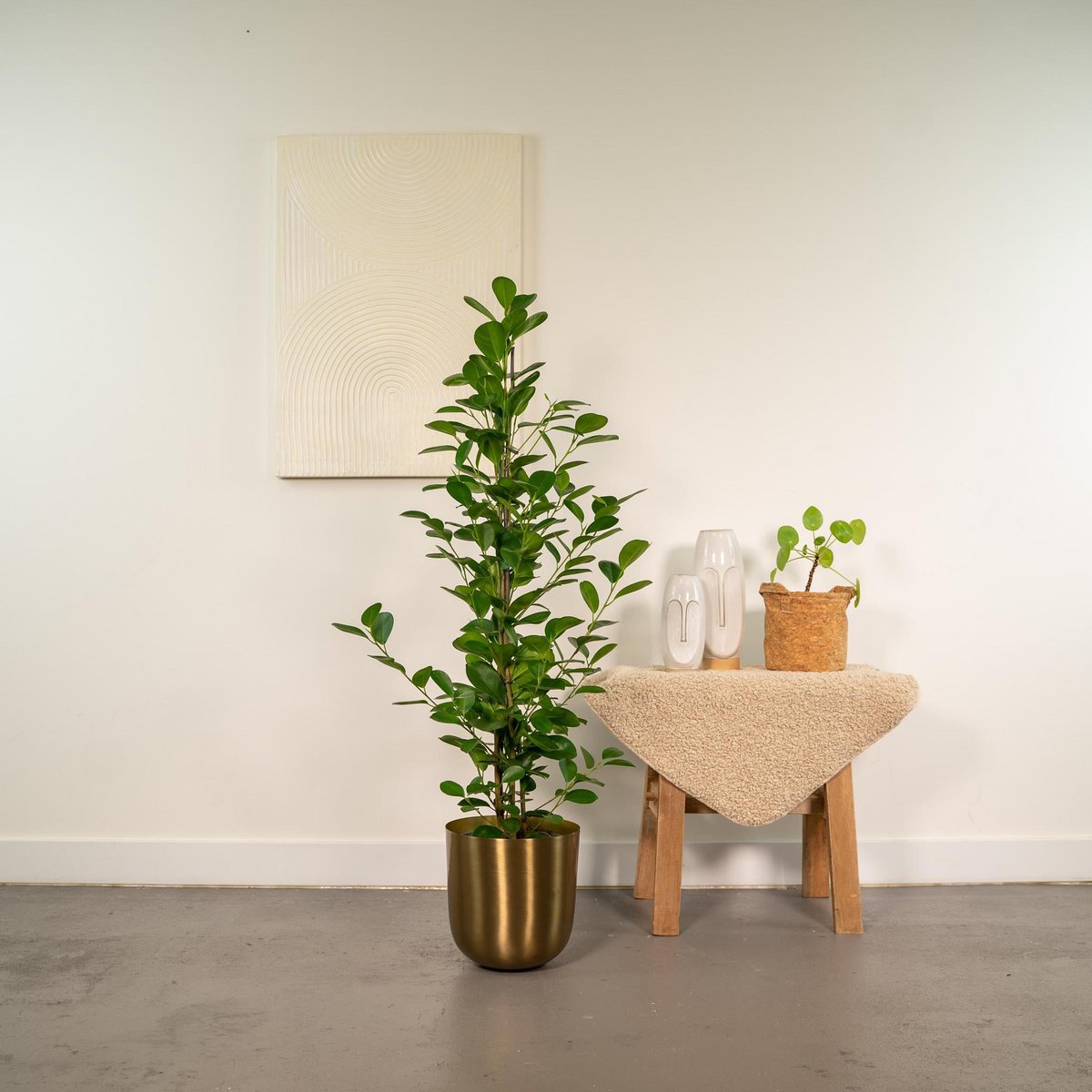 Kamerplant Ficus microcarpa Moclame Ø21cm 95cm