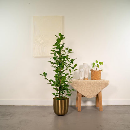 Kamerplant Ficus microcarpa Moclame Ø21cm 95cm