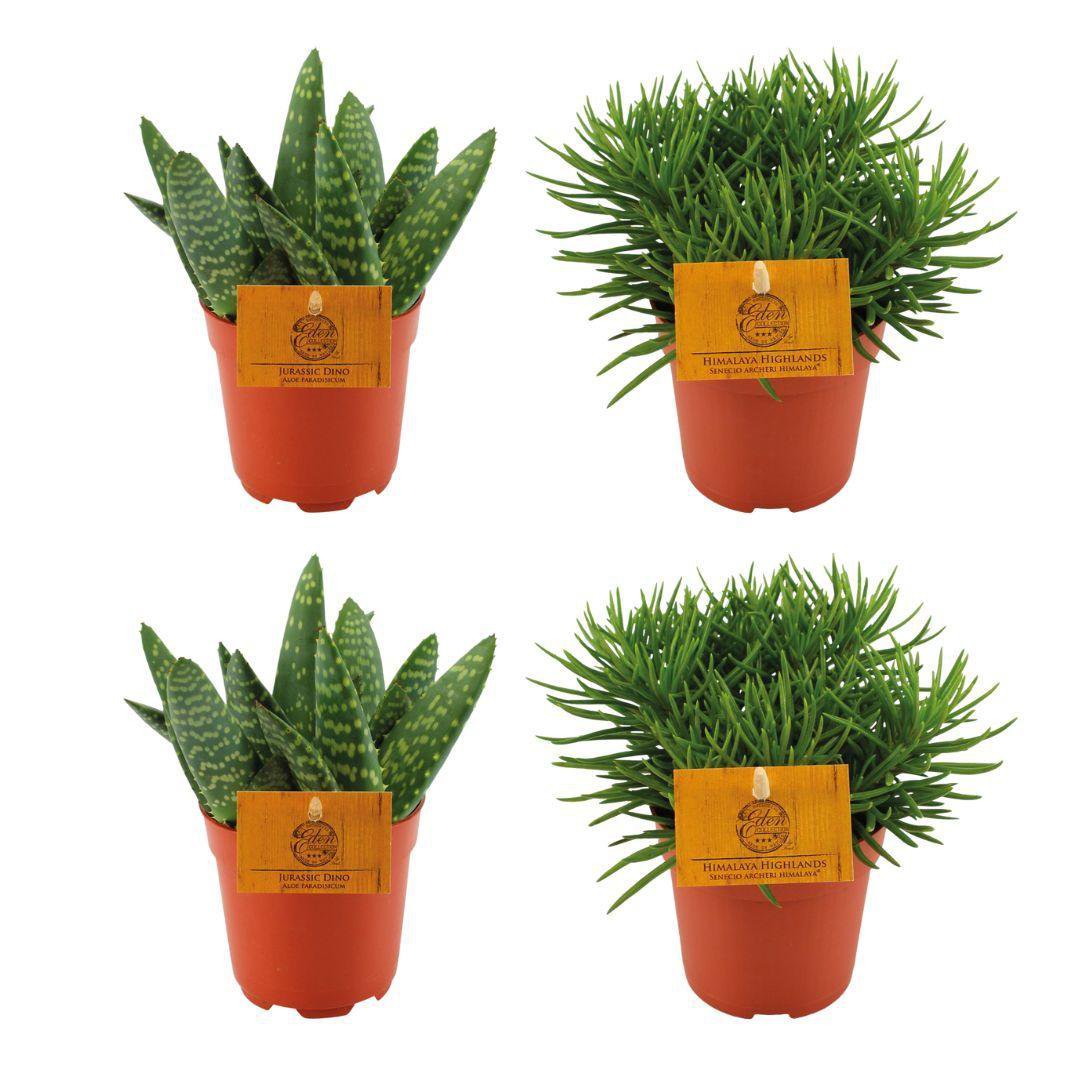 2x Aloe Paradisicum + 2x Senecio Himalaya - 4 stuks - Ø10,5cm - ↕10cm