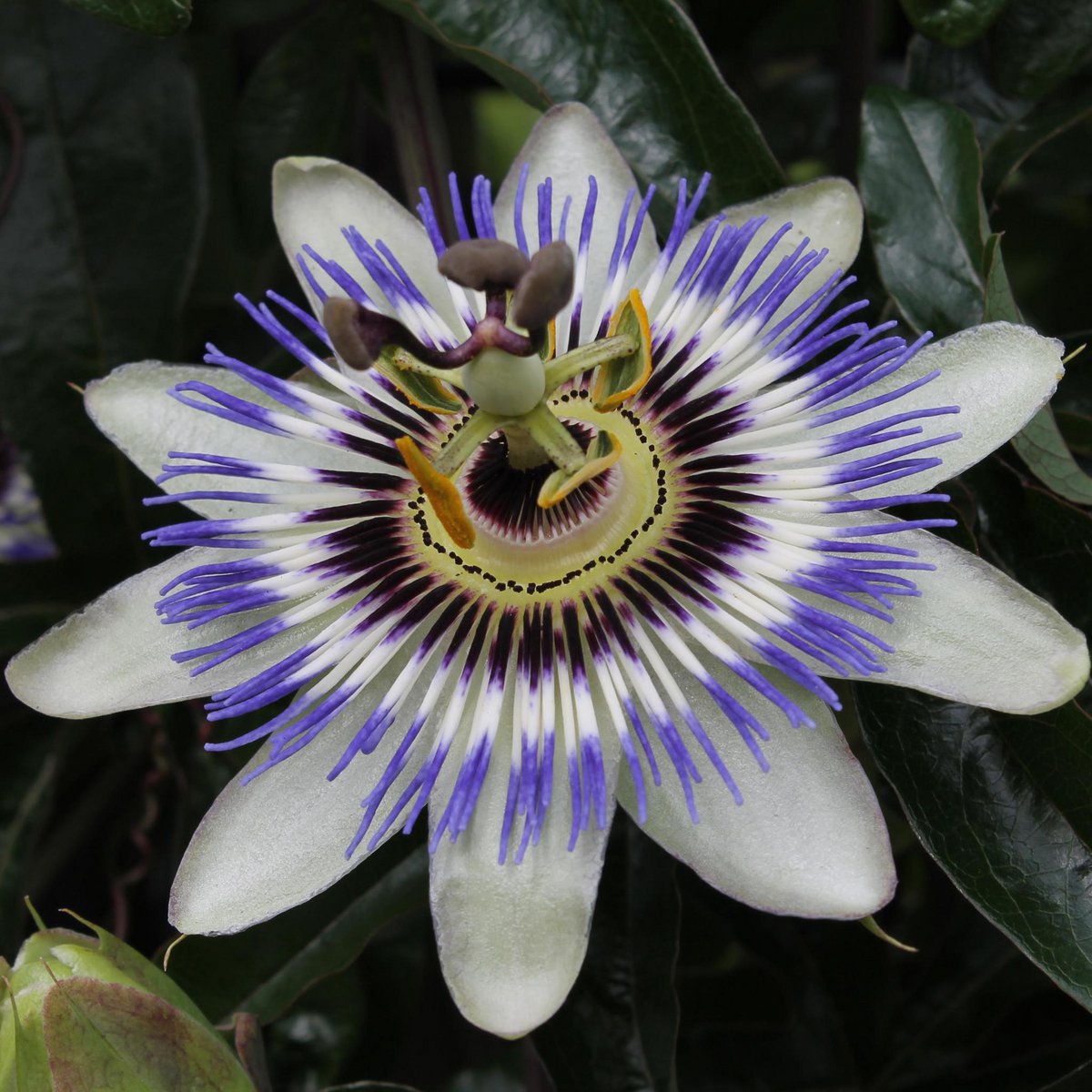 Passiflora klimplant 65 cm Ø15 cm