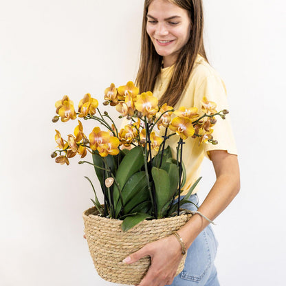 Oranje Orchideeënset in Rieten Mand met Waterreservoir