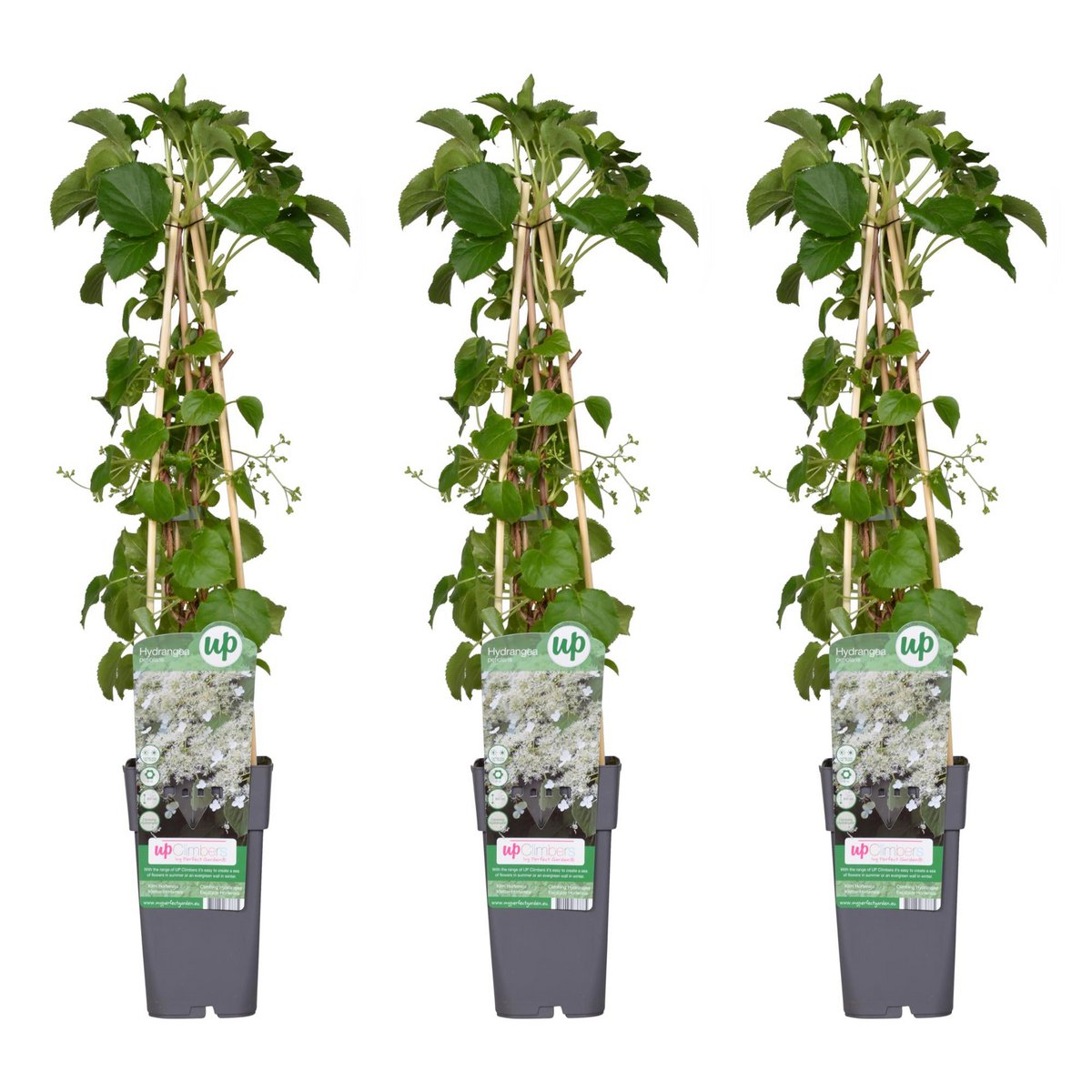 Klimhortensia set 3x Hydrangea Petiolaris pot Ø15cm
