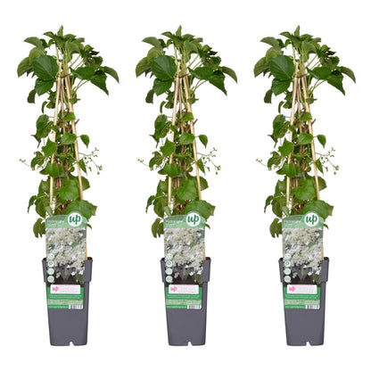 Klimhortensia set 3x Hydrangea Petiolaris pot Ø15cm