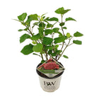 Hortensia Pink Annabelle Ø19cm 30cm
