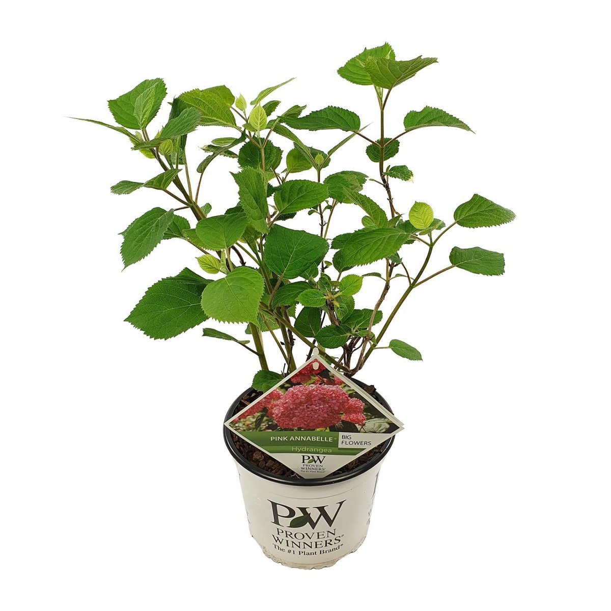 Hortensia Pink Annabelle Ø19cm 30cm