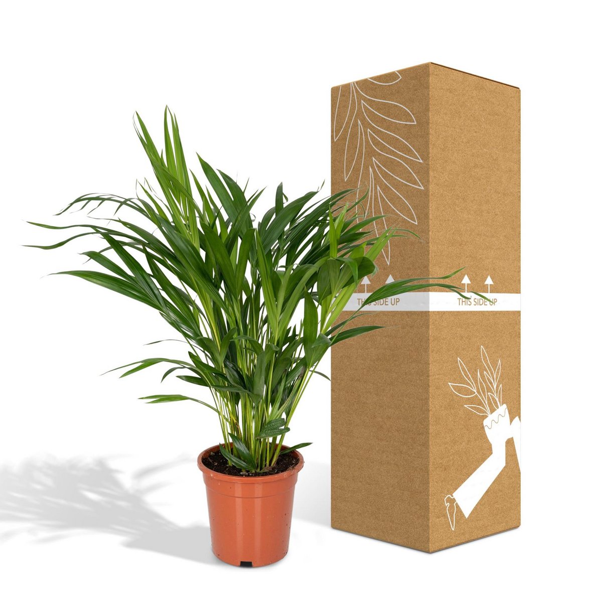 Areca Palm Dypsis Lutescens Ø17cm 60cm