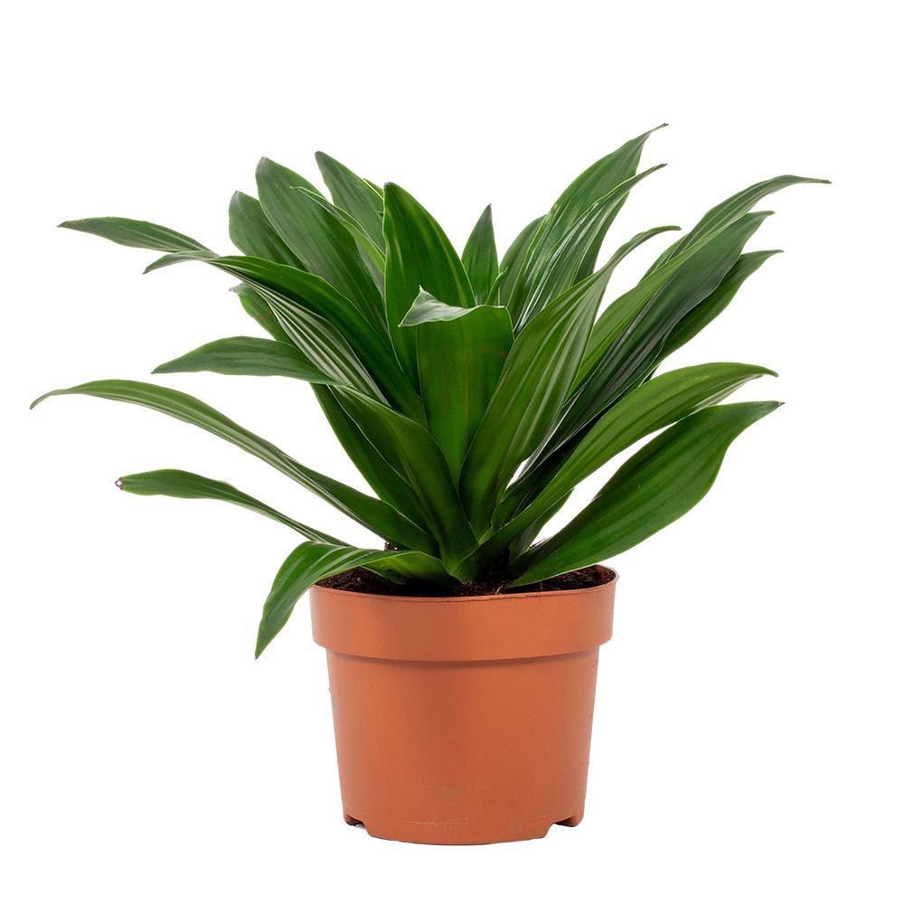 Dracaena compacta 12 cm - Ø12cm - ↕28cm