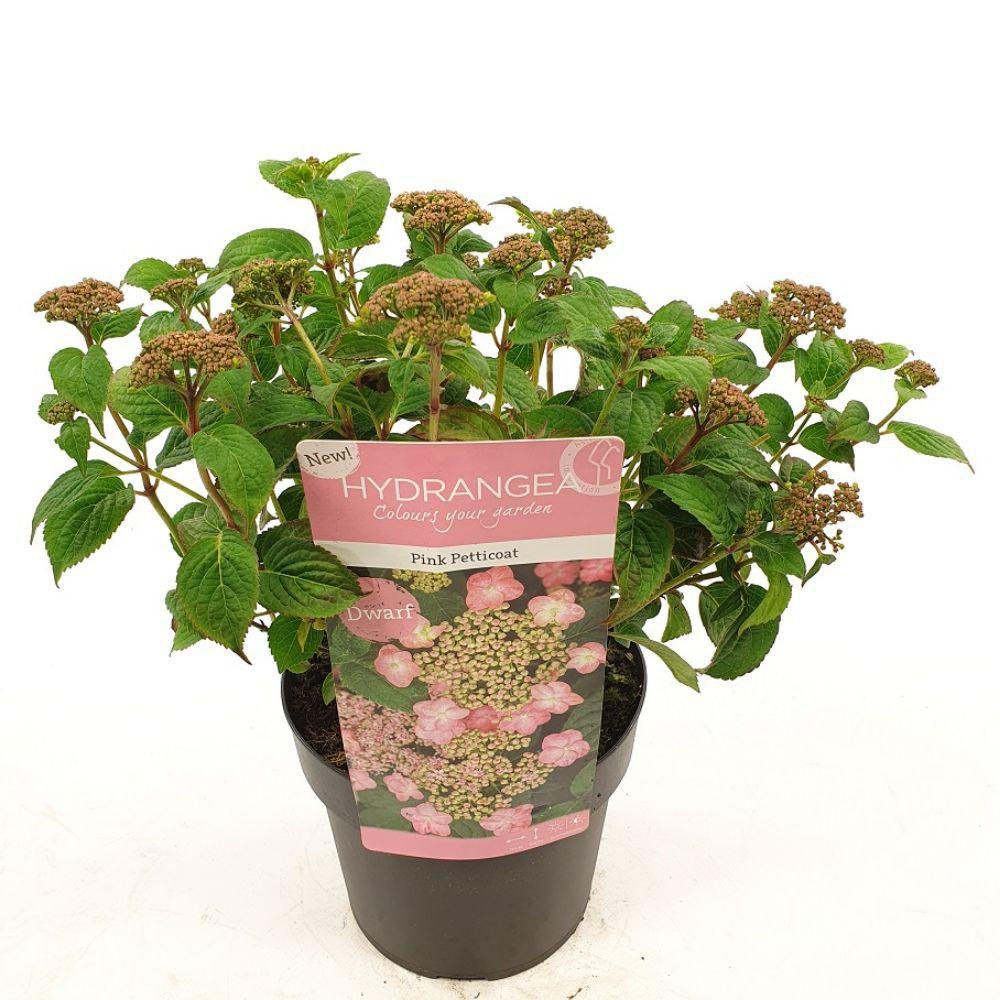 Hortensia Roze Petticoat Ø19cm ↕25cm