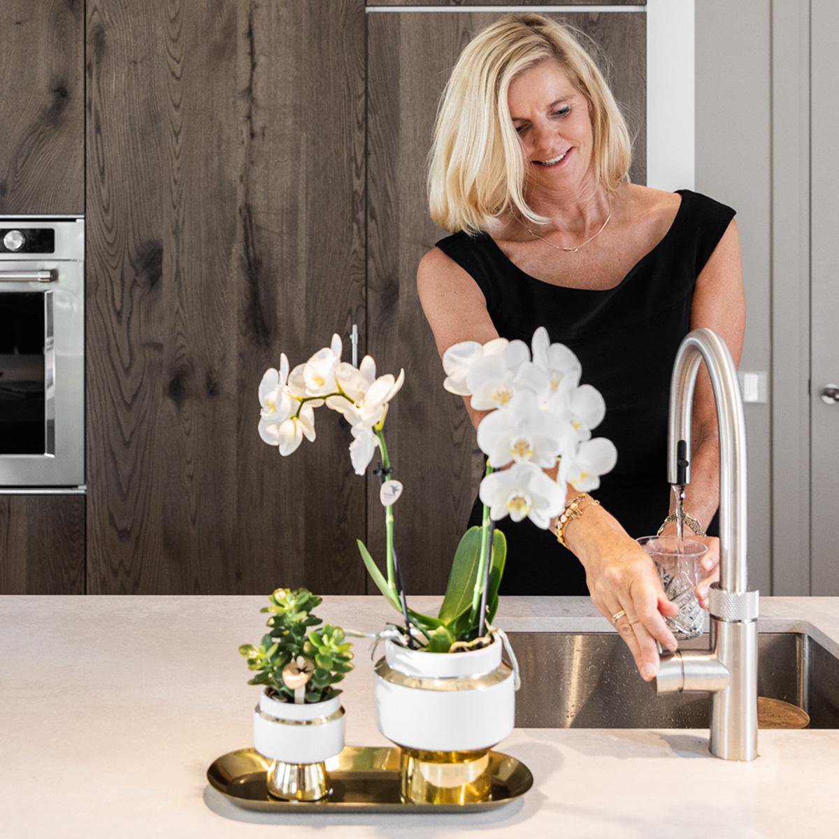 White Orchid and Succulent Set with Pots on Gold Tray
