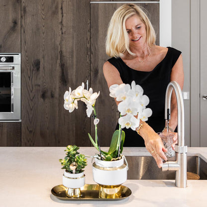 White Orchid and Succulent Set with Pots on Gold Tray
