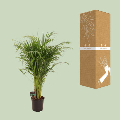 Bamboepalm Dypsis lutescens 110 cm pot 21 cm