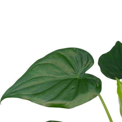 Alocasia Olifantsoor kamerplant Ø19cm ↕ 55cm