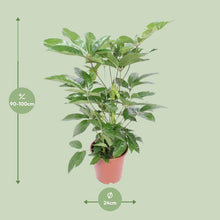 Actinallalla Sallfler 'shoe' | [P24-H100]