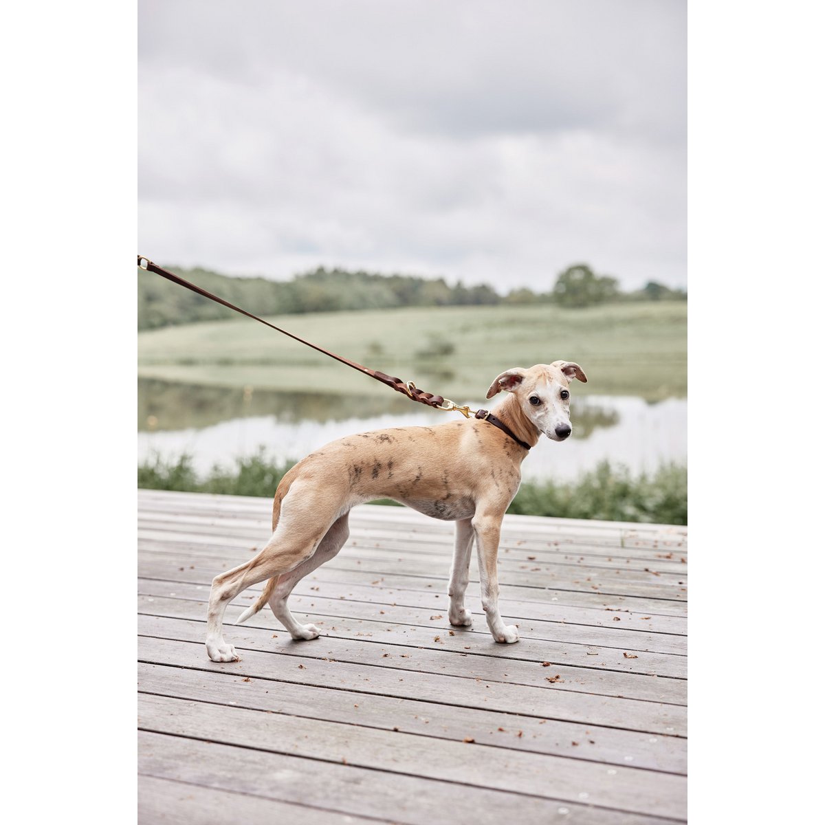 Robin Dog Collar - Small