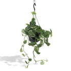 Scindapsus Pictus Trebie plant Ø15cm ↕25cm