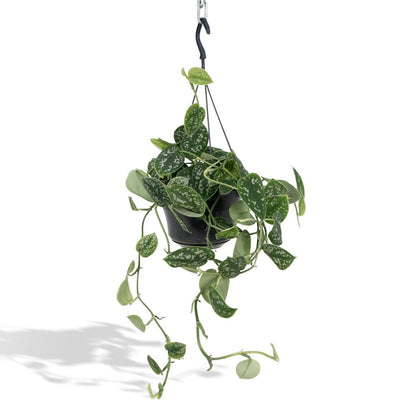Scindapsus Pictus Trebie plant Ø15cm ↕25cm