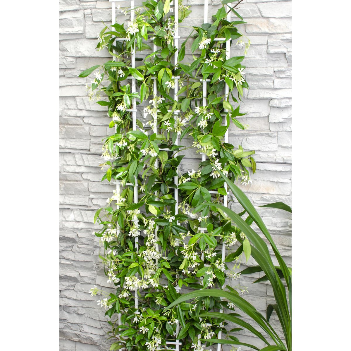 Trachelospermum 'Star of Venice' - Toscaanse Jasmijn Wit - Ø15cm - ↕65cm
