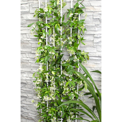 Trachelospermum 'Star of Venice' - Toscaanse Jasmijn Wit - Ø15cm - ↕65cm