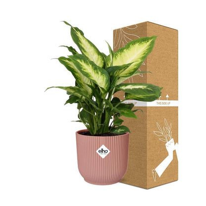 Kamerplant Dieffenbachia Camilla 14 cm roze pot