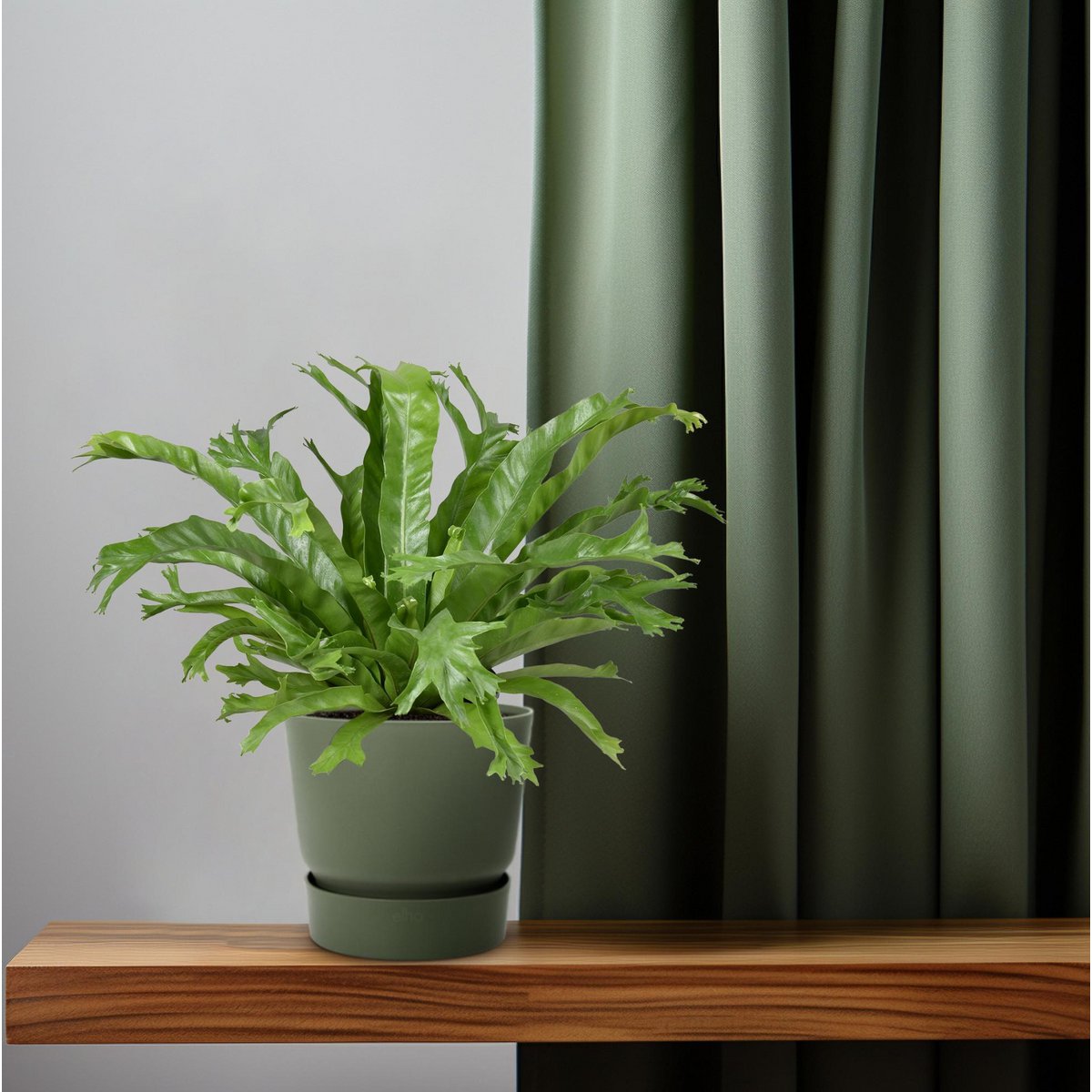 Vogelnestvaren Asplenium nidus Crissie pot 17 cm