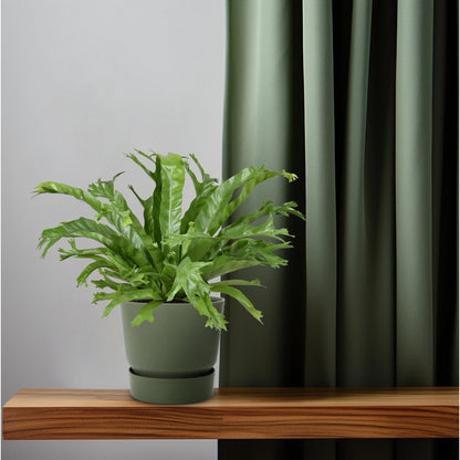 Vogelnestvaren Asplenium nidus Crissie pot 17 cm