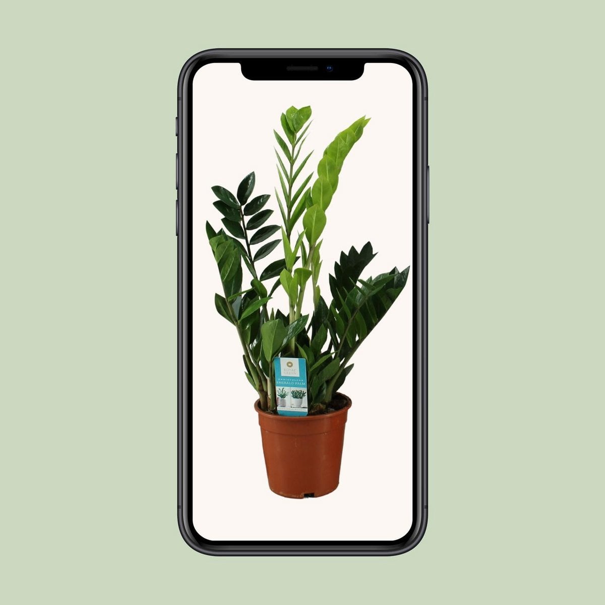 Kamerplant Zamioculcas (ZZ-plant) Ø17x65 cm