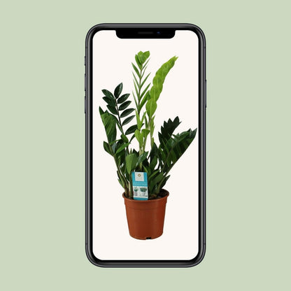 Kamerplant Zamioculcas (ZZ-plant) Ø17x65 cm