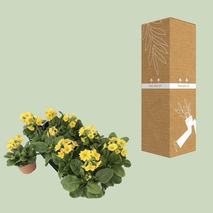 Primula lemon officinalis lookandtaste - Ø11cm - ↕18cm