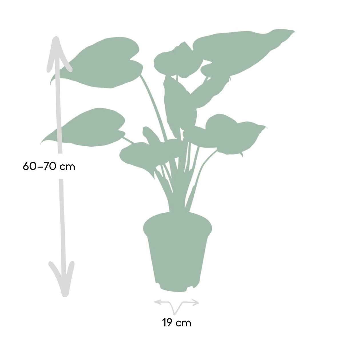 Alocasia Olifantsoor kamerplant Ø19cm ↕ 55cm